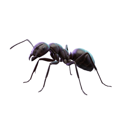 Fourmi noire (Lasius niger) — Traitement anti-fourmis professionnel à Paris et Île-de-France par Kosmos 3D