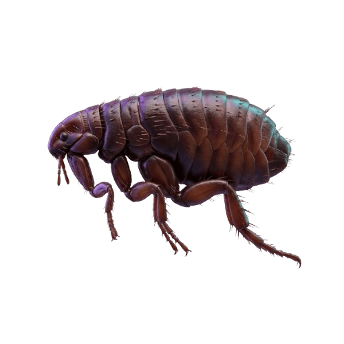 Puce (Ctenocephalides) — Traitement anti-puces professionnel à Paris et Île-de-France par Kosmos 3D