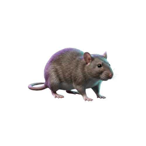 Rat brun (Rattus norvegicus) — Dératisation professionnelle à Paris et Île-de-France par Kosmos 3D