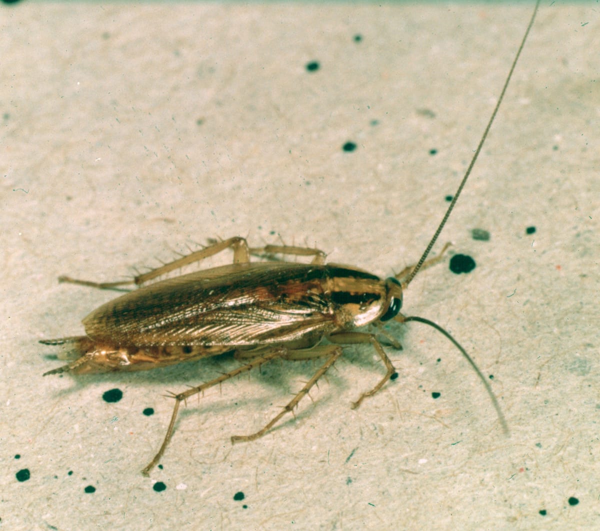 Gros plan macro d'un cafard germanique (Blattella germanica), blatte nuisible des cuisines et locaux humides