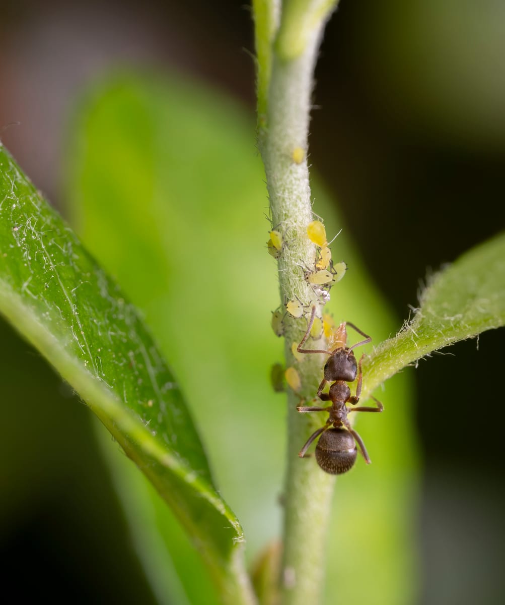 Gros plan macro d'une fourmi noire des jardins (Lasius niger), nuisible domestique fréquent en région parisienne