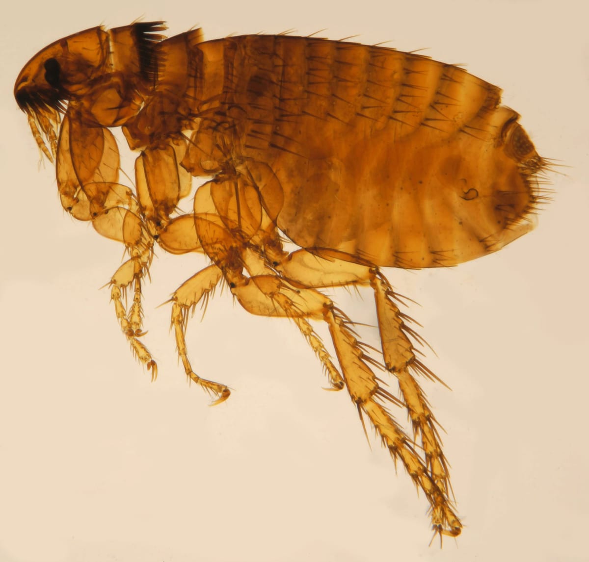 Gros plan macro d'une puce (Ctenocephalides felis), parasite piqueur des animaux de compagnie et de l'habitat