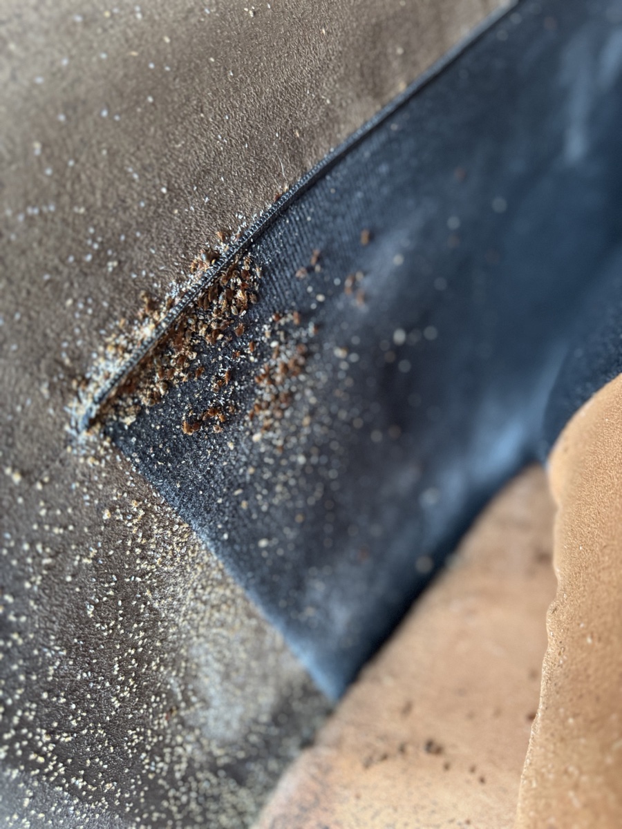 Infestation de punaises de lit visible sur matelas — diagnostic visuel Kosmos 3D