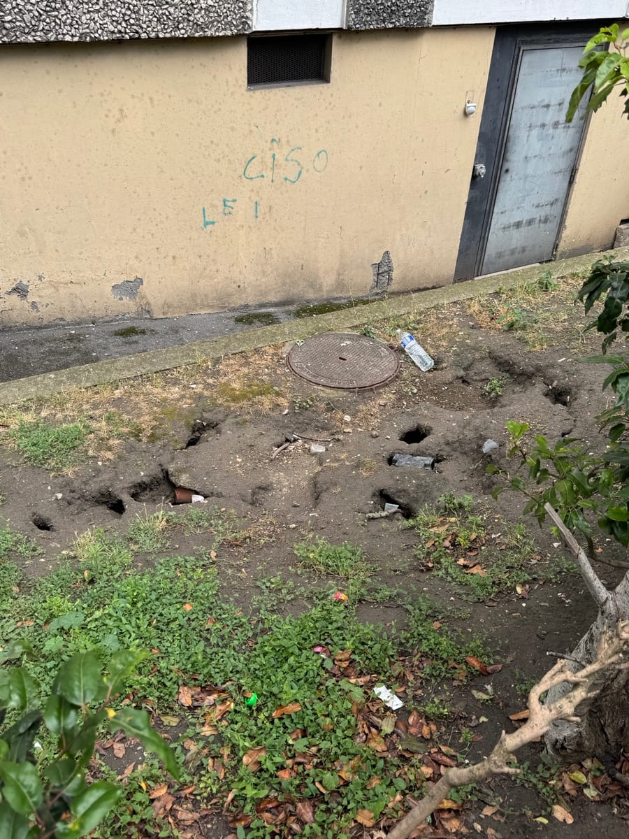 Trous de rats devant immeuble parisien — diagnostic dératisation Kosmos 3D